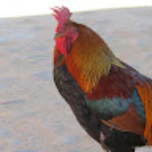 Meet your Posher, France